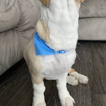 Puppy Playground - Marshmallow has his neck straighter to show in more detail the unevenness - Pet Groomers Near Me - Mount Vernon, New York Puppy Playground - Marshmallow has his neck straighter to show in more detail the unevenness - Pet Groomers Near Me - Mount Vernon, New York