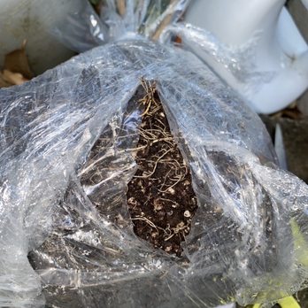 Top Tropicals - Root ball very well sealed easy to transplant - Nurseries & Gardening Near Me - Fort Myers, Florida Top Tropicals - Root ball very well sealed easy to transplant - Nurseries & Gardening Near Me - Fort Myers, Florida