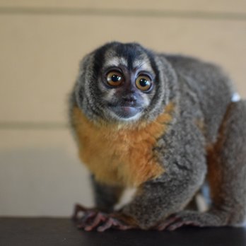 Exotic Animal Experience - Zoos Near Me Exotic Animal Experience - Zoos Near Me