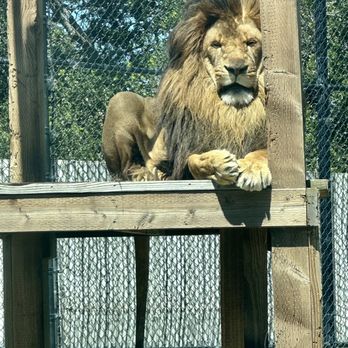 Monterey Zoo - Lion - Zoos Near Me - Salinas, California Monterey Zoo - Lion - Zoos Near Me - Salinas, California