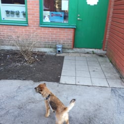 Skogsdungens Hunddagis