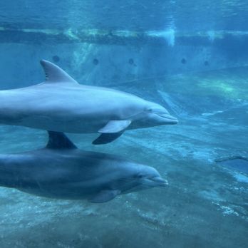 SeaWorld Orlando - Dolphins - Amusement Parks Near Me - Orlando, Florida
