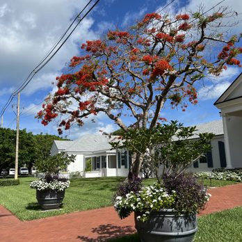 Artful Exteriors - a red flowering tree in a pot - Landscaping Near Me Artful Exteriors - a red flowering tree in a pot - Landscaping Near Me