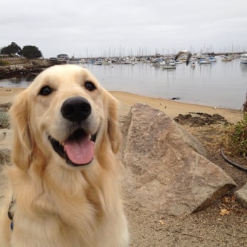 Monterey Pet Care - Welcome to Monterey! - Dog Walkers Near Me - Monterey, California