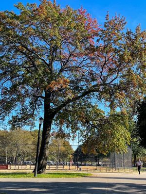 McCarren Park by null
