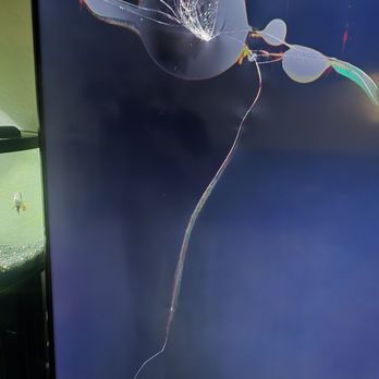 Muscular Moving Men and Storage - Smashed TV - Movers Near Me - Phoenix, Arizona Muscular Moving Men and Storage - Smashed TV - Movers Near Me - Phoenix, Arizona
