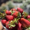 Kenny's Strawberry Farm gift card