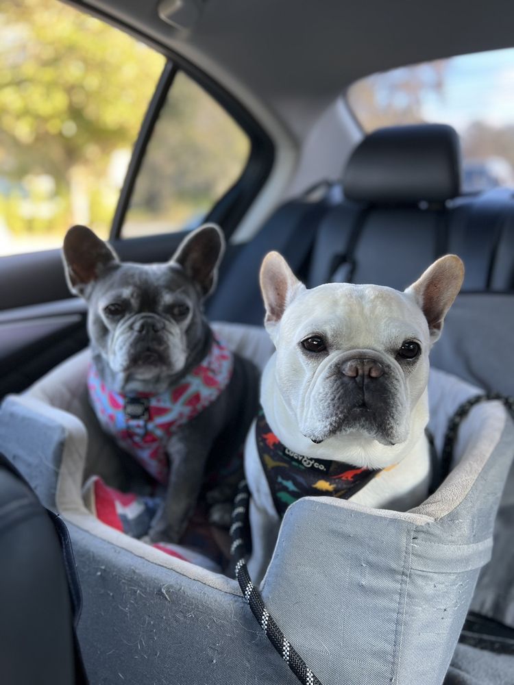 ANIMAL CLINIC OF CASSELBERRY Updated September 2024 15 Photos & 46