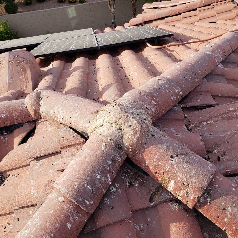 Pigeon Problem Solvers - Before the work was started - Wildlife Control Near Me - Mesa, Arizona