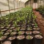 Photo of Exotica Rare Fruit Nursery