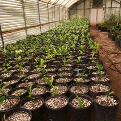 Exotica Rare Fruit Nursery