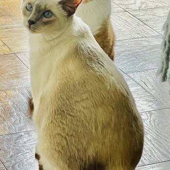 Extended Arms Pet Care LLC Philly - Pet Sitting Near Me Extended Arms Pet Care LLC Philly - Pet Sitting Near Me