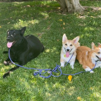 OC Pup Scouts - Dog Walkers Near Me - Dana Point, California OC Pup Scouts - Dog Walkers Near Me - Dana Point, California