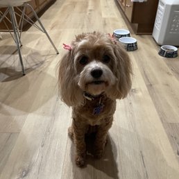 My girl Molly My girl Molly