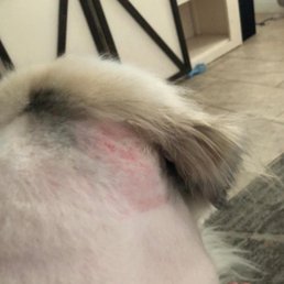 Before the sore started to leak like in the other photo. This was the day of the service and they are swollen and red behind her ears Before the sore started to leak like in the other photo. This was the day of the service and they are swollen and red behind her ears