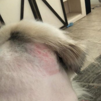 My Dog's Spot - Before the sore started to leak like in the other photo. This was the day of the service and they are swollen and red behind her ears - Pet Groomers Near Me - Lincoln, California My Dog's Spot - Before the sore started to leak like in the other photo. This was the day of the service and they are swollen and red behind her ears - Pet Groomers Near Me - Lincoln, California