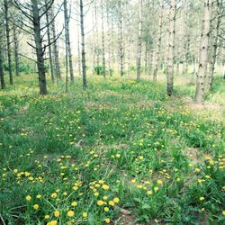 Point Creek Conservation Area - Field of dandelions