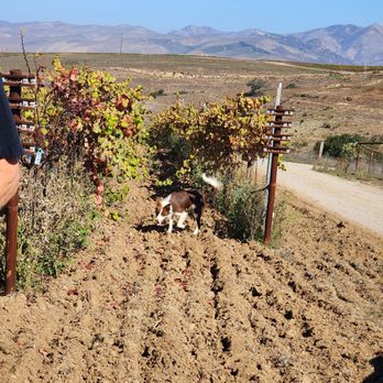 Ranchos De Ontiveros - Blue fetching! - Wine Tasting Room Near Me - Santa Maria, California