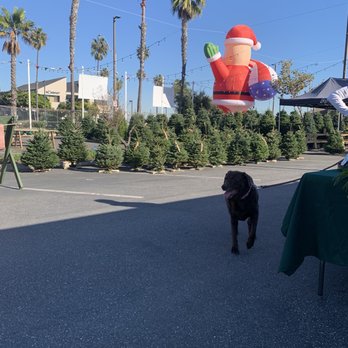 Wines & Pines - Christmas Trees Near Me - Long Beach, California Wines & Pines - Christmas Trees Near Me - Long Beach, California