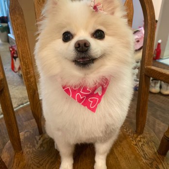 Sydnee’s Pet Grooming - Davis - Pet Groomers Near Me - Davis, California Sydnee’s Pet Grooming - Davis - Pet Groomers Near Me - Davis, California
