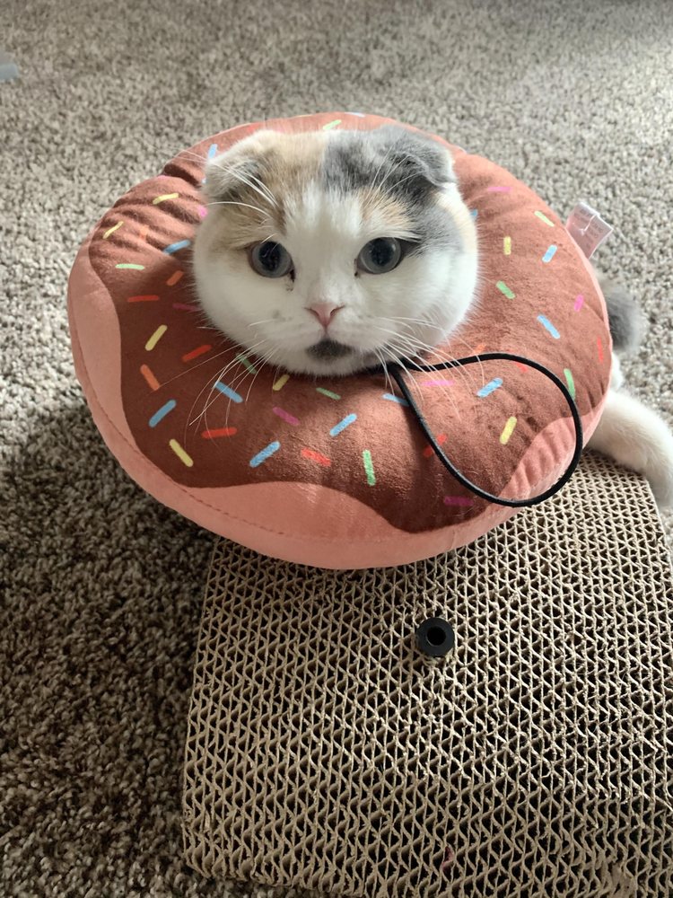 THE VETERINARY HOSPITAL Updated August 2024 12 Photos & 26 Reviews