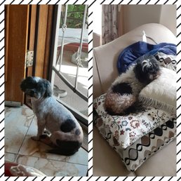 From fur ball to summer look! Basically naked!