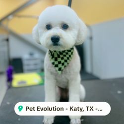 Pet Evolution Katy