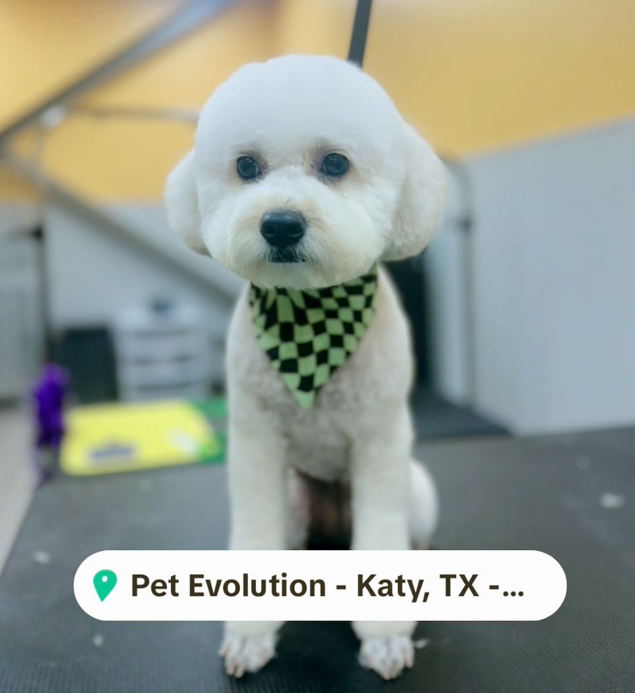 Pet Evolution Katy Image