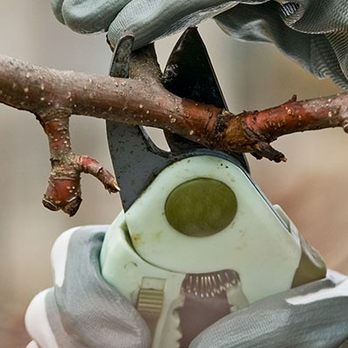 Terra Heights Landscaping - Fruit pruning! - Lawn Services Near Me - Grass Valley, California Terra Heights Landscaping - Fruit pruning! - Lawn Services Near Me - Grass Valley, California