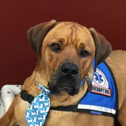 Owens & Associates Counseling & Therapy Center - Sampson is Dr. Alan Owens' certified pet therapy dog.