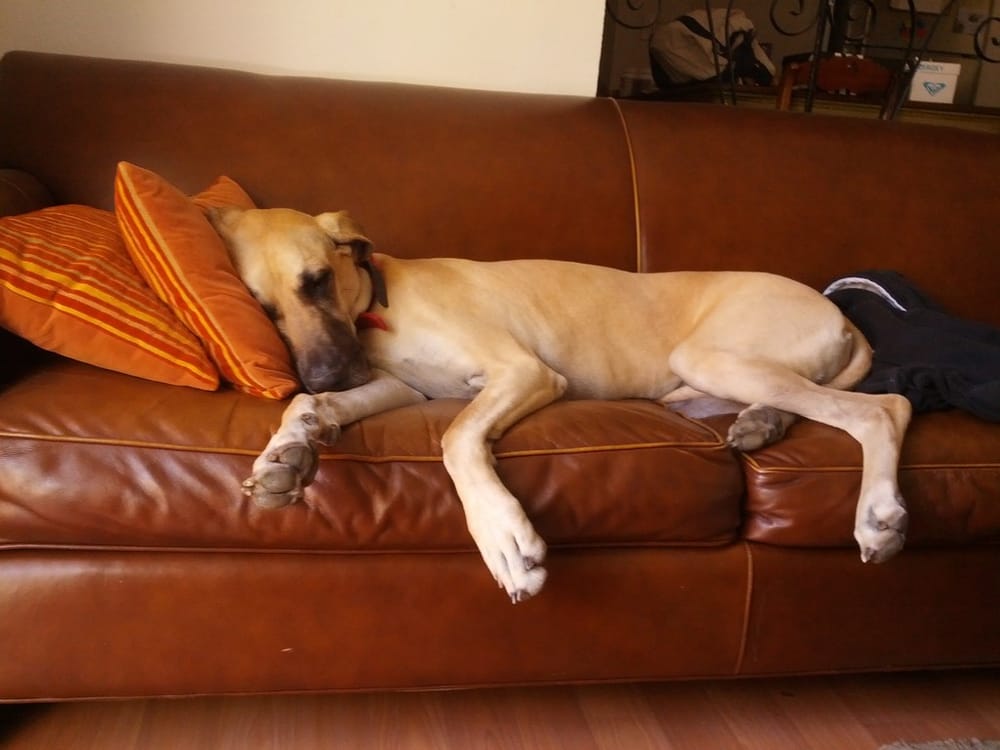 THE RELIABLE PET SITTERS Bend, Oregon Pet Sitting Phone Number Yelp