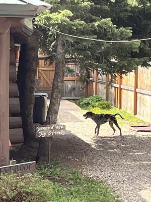 The Log Cabin Café by null
