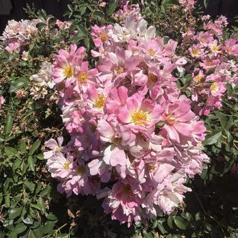 Mariposa County Visitor Center - Beautiful roses and geraniums adorn the perimeter - Visitor Centers Near Me - Mariposa, California Mariposa County Visitor Center - Beautiful roses and geraniums adorn the perimeter - Visitor Centers Near Me - Mariposa, California