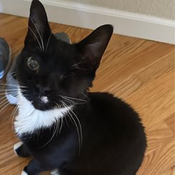 Quebec Highlands Animal Clinic - 8/31 Update - Landey is doing incredible and has had his eye closed. It ended up being cancer.