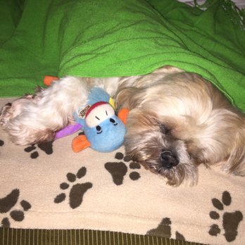 Advanced Veterinary Specialists - Sushi the shih tzu - Veterinarians Near Me - Santa Barbara, California Advanced Veterinary Specialists - Sushi the shih tzu - Veterinarians Near Me - Santa Barbara, California