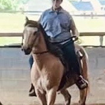 R&M Stables - Pushing that cow! - Horseback Riding Near Me - Hendersonville, Tennessee