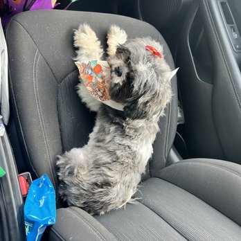 Glam Pet Groom - Pet Groomers Near Me - San Antonio, Texas