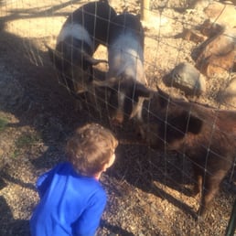 Hello piggies! Hello piggies!