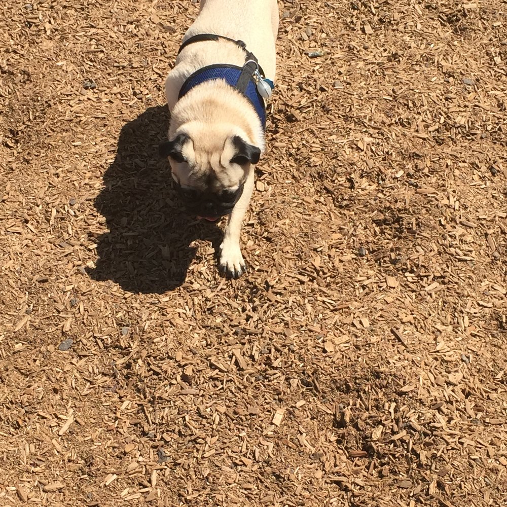 Ash Avenue Dog Park - More of Pugsly. - Dog Parks Near Me - Tigard, Oregon Ash Avenue Dog Park - More of Pugsly. - Dog Parks Near Me - Tigard, Oregon