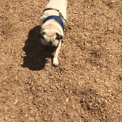 Ash Avenue Dog Park - More of Pugsly.