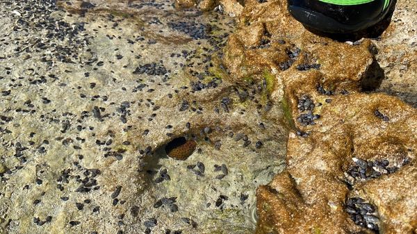 Sandspur Beach by null