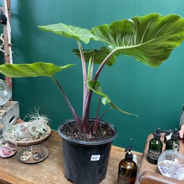 Was tempted to bring this lovely home Was tempted to bring this lovely home