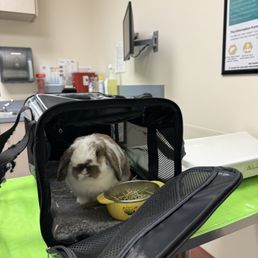 Potato getting checked in