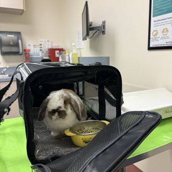 Ingleside Animal Hospital - Potato getting checked in - Veterinarians Near Me - Phoenix, Arizona