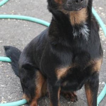 Willamette Animal Rescue - Animal Shelters Near Me Willamette Animal Rescue - Animal Shelters Near Me