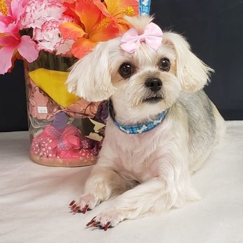 Top Dog Grooming Salon - Yorkie - Pet Groomers Near Me - Bloomington, Illinois Top Dog Grooming Salon - Yorkie - Pet Groomers Near Me - Bloomington, Illinois