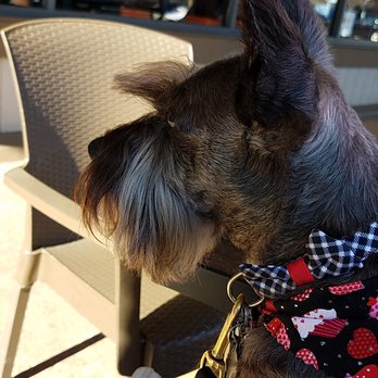 Grooming Cottage - Daisy looking gorgeous post groom. Thank you Annie - Pet Groomers Near Me - Long Beach, California