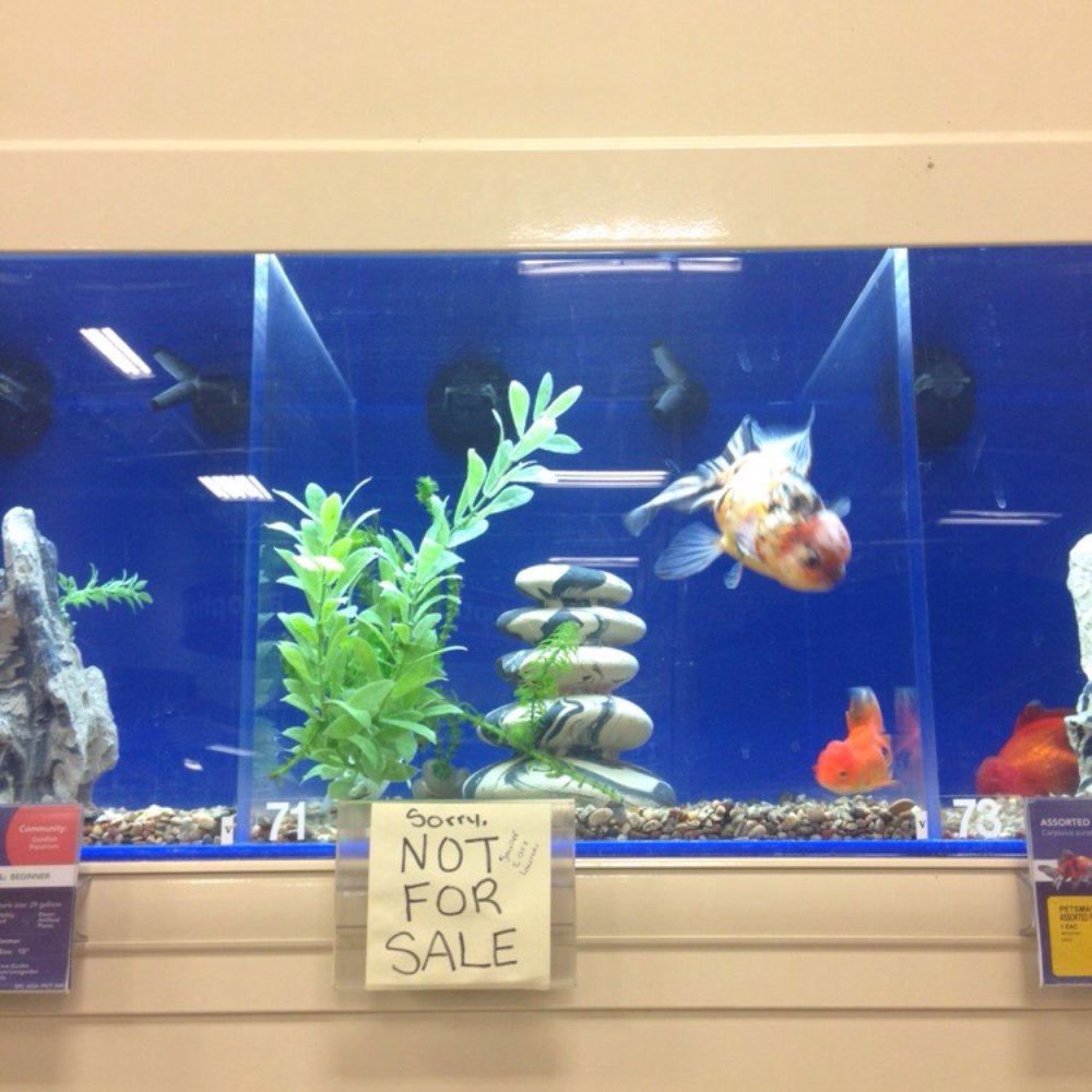 PetSmart - Pet Stores Near Me - Palmdale, California