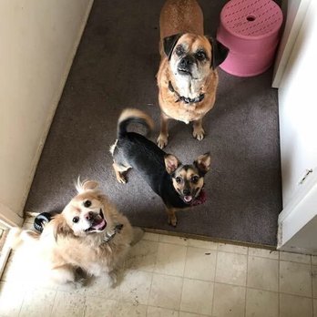 Just Good Dogs: Training and Behavior Consultants - Dog Walkers Near Me Just Good Dogs: Training and Behavior Consultants - Dog Walkers Near Me