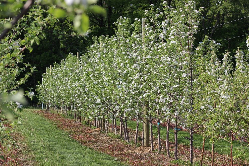 Alpine Ridge Orchard